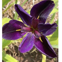 Black Gamecock Louisiana Iris Plants Homegrown 