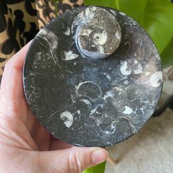 Orthosceras Fossil Dish