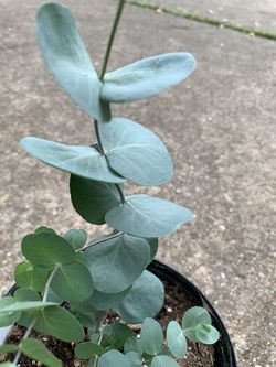 Silver Dollar Eucalipto plant