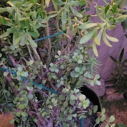 Succulent Plant With 3 Kinds In One Pot