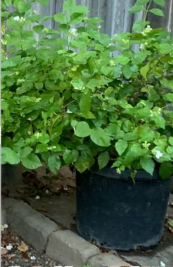 Jasmine flowers 💐 plant white