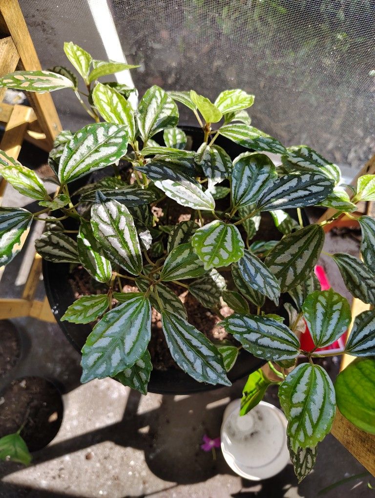 pilea cadierei Plant