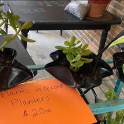 Plants In Vinyl Record Planters 