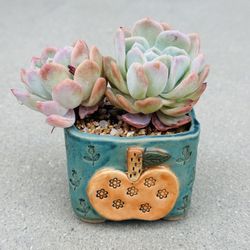 Succulents plants 🪴 