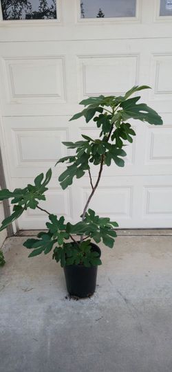 Fig Tree