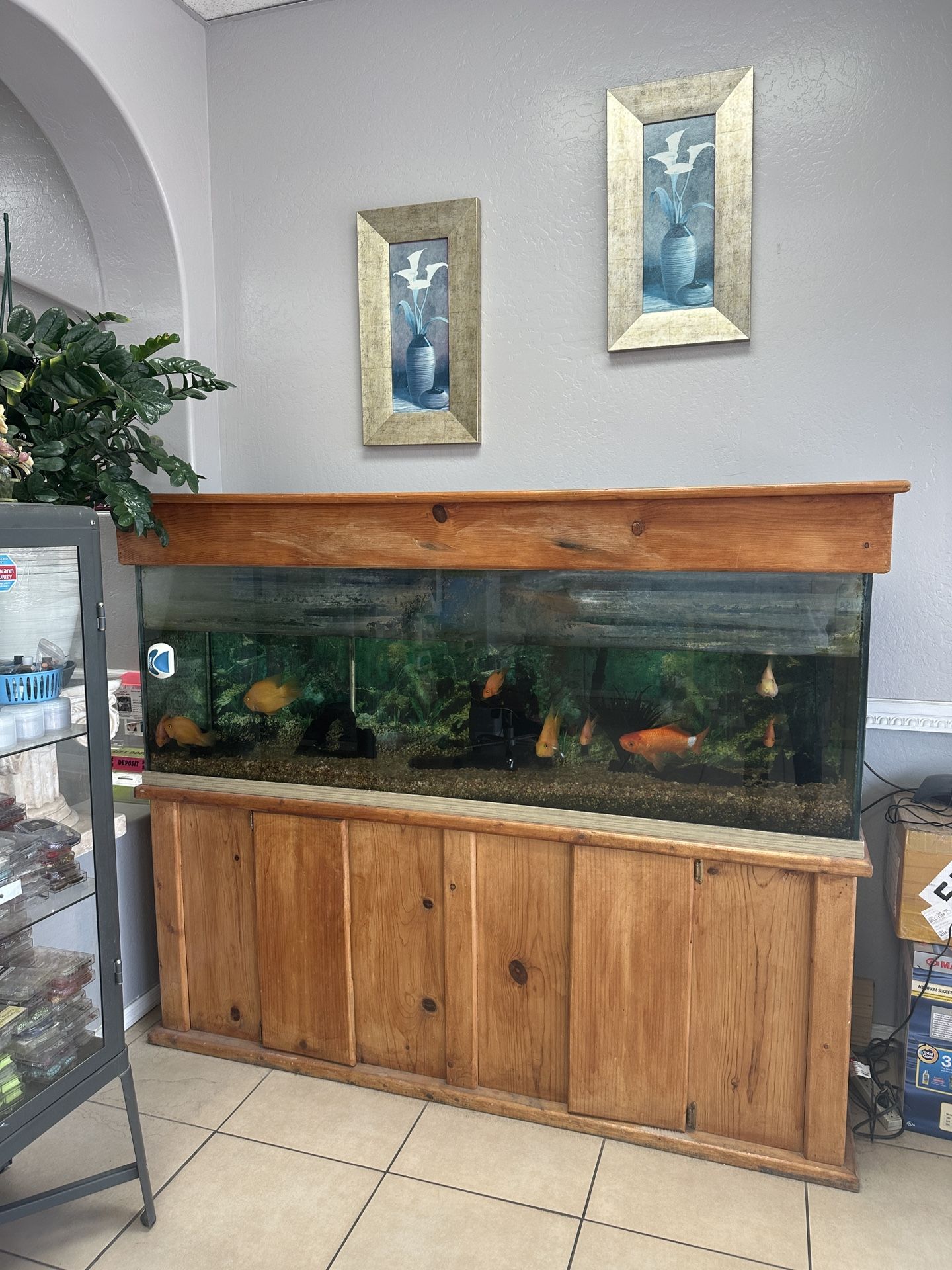 Large Wooden Fish Tank with Stand + Filter & Supplies - Fully Set Up!