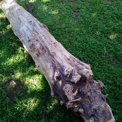 Natural Driftwood For Aquariums Terrariums Decor 