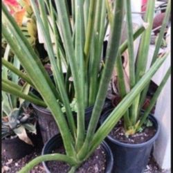 Sanseveria Snake Plant Houseplant Landscape Plant