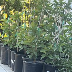 Plantas De Guallavos