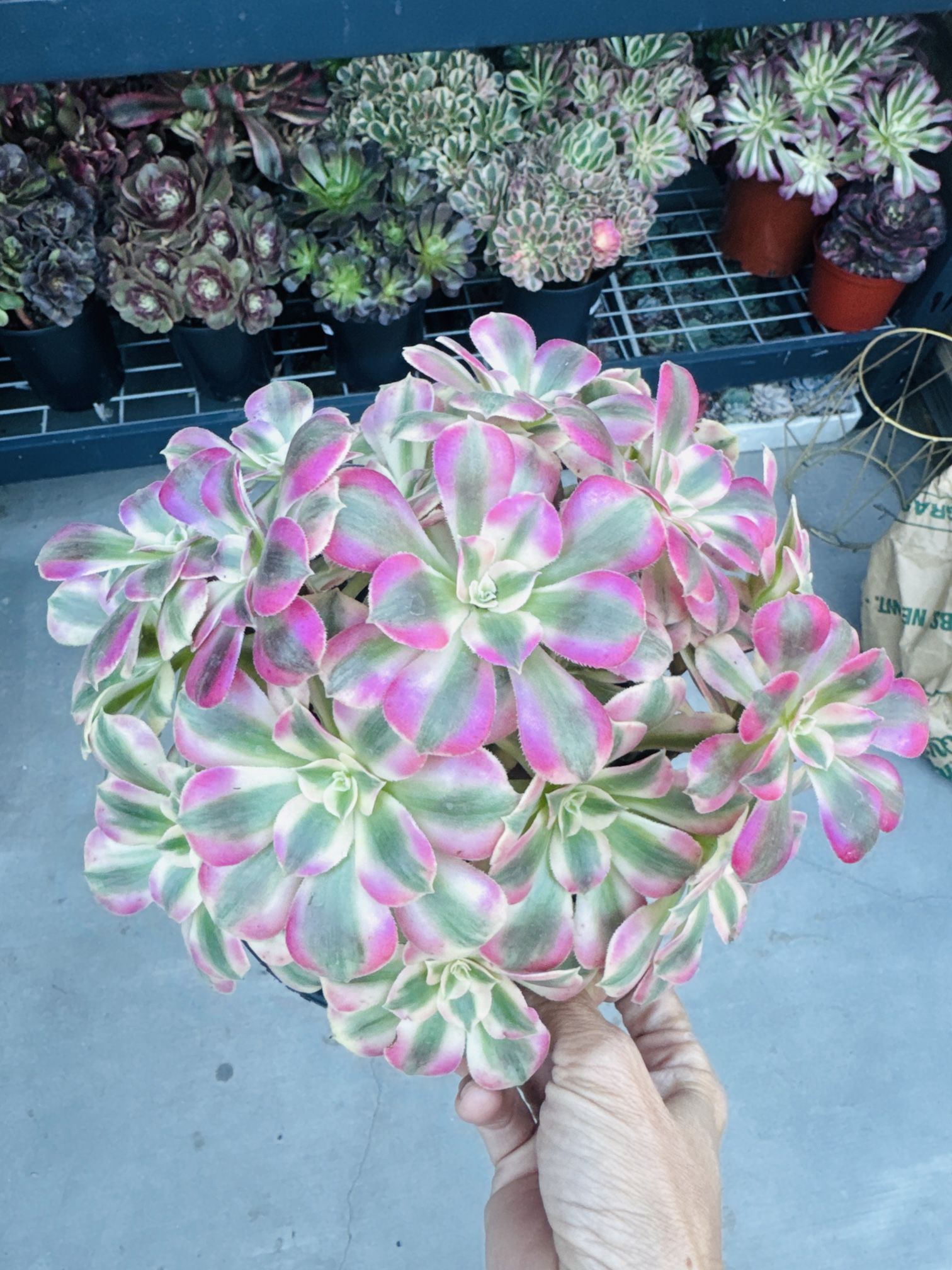 Aeonium Princess Short Leaves