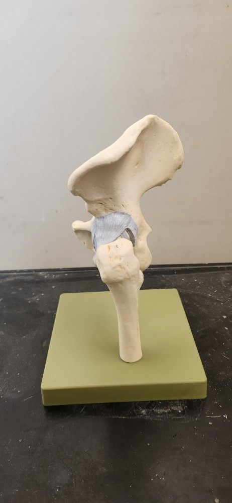 Anatomy Models (OBO)