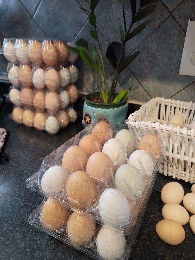 Fresh Eggs