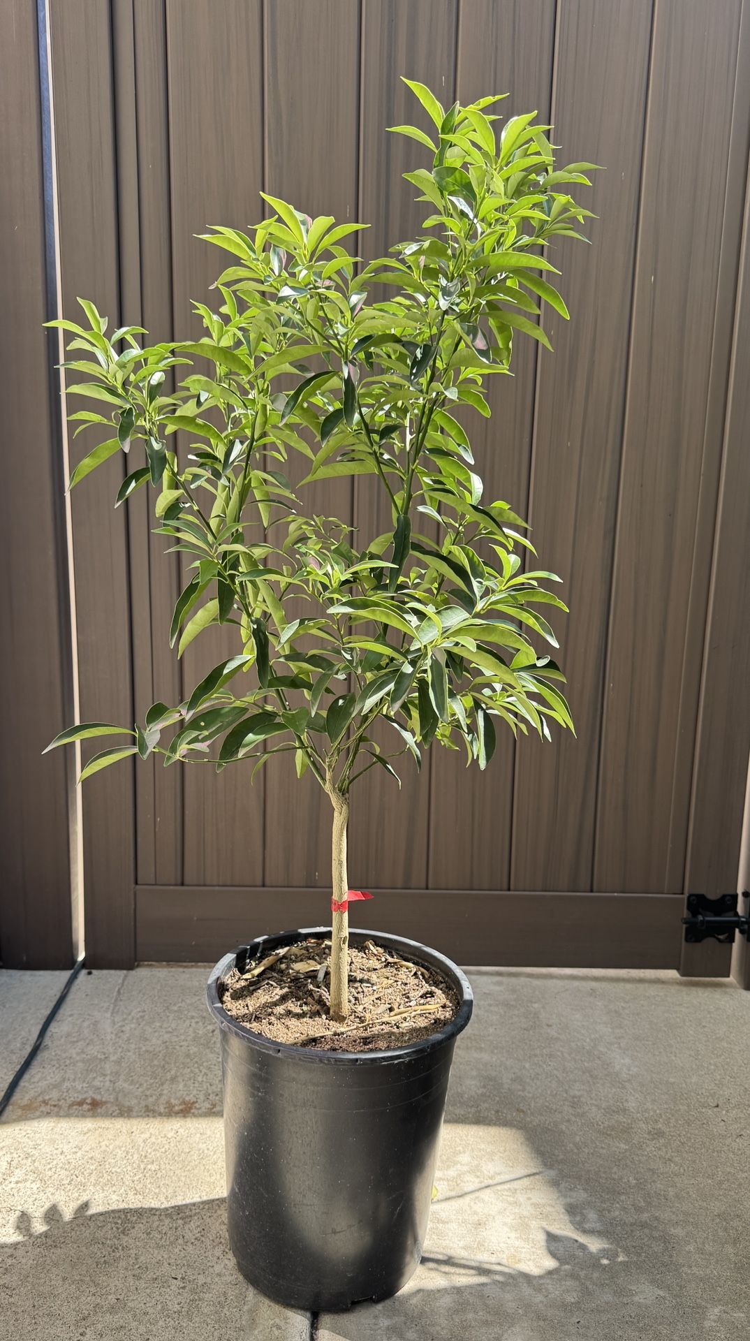 Nagami Kumquat