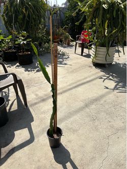 Dragon fruit plant-Townsend Pink around 3ft