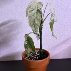 rare epipremnum pinnatum 