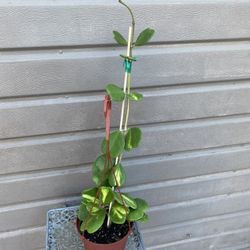 6” Hoya Kerri Reverse