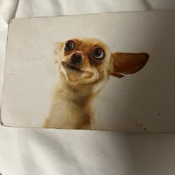 Cool Dog Photo