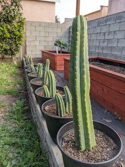 San Pedro Cactus