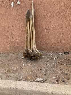 Partial Saguaro Cactus Skeleton