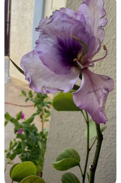 Purple Flower Orchid Trees in 5 Gallons 5F and 4F The Tall $45 Each Price Firm