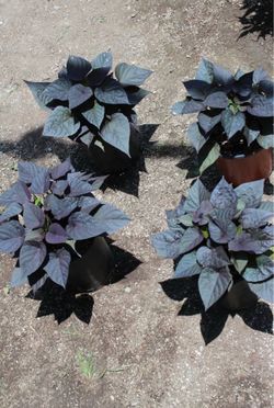 Black heart 🖤 (Sweet Potato Vine)