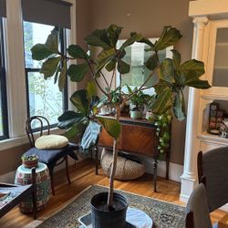 6ft Tall Fiddle Leaf fig tree