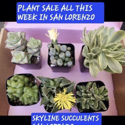 Succulents And Plant Sale This Saturday In San Lorenzo