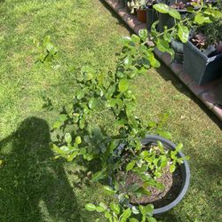 Kaffir Lime Plant 