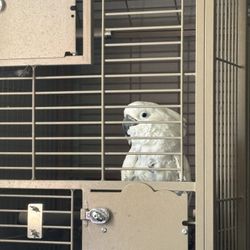 Large Bird Cage And Stand