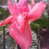 Pink🌺