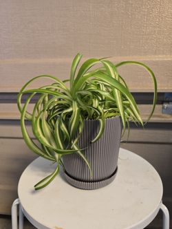 Curly spider plants in 5" gray plastic pot