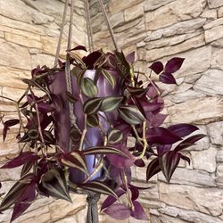 Tradescantia Zebrina Beautiful Trailing House Plant In 7"H Pot And Macrame. 
