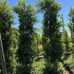 Ficus Nitida Privacy Hedge