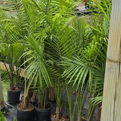 Majesty Palms 5-6ft 3g Pot