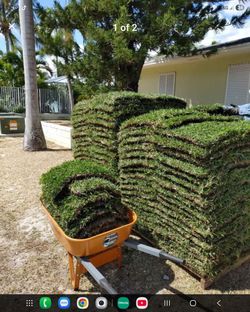 Sod For Sale 💫 St Augustine Palmetto