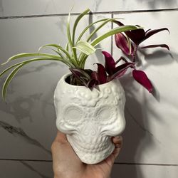 Tradescantia and spider plant with ceramic pot