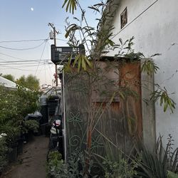 Árbol De Guage Grande 