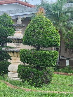 plants