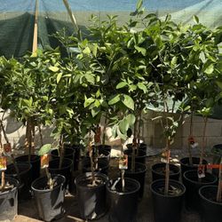 Navel🍊Arizona Sweet.Moro Blood.Cara Cara Red Navel Oranges 🍊 Trees 4F $55 Each Price Firm 