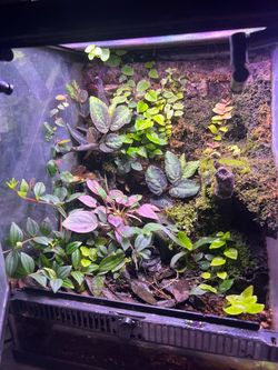 Terrarium