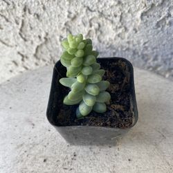 2 Inch Pot Succulent Plant - Sedum Morganianum - Burrito Donkey Tail  - Rooted & Established - Drought Resistant 🪴 Great Baby Shower or Wedding Favor