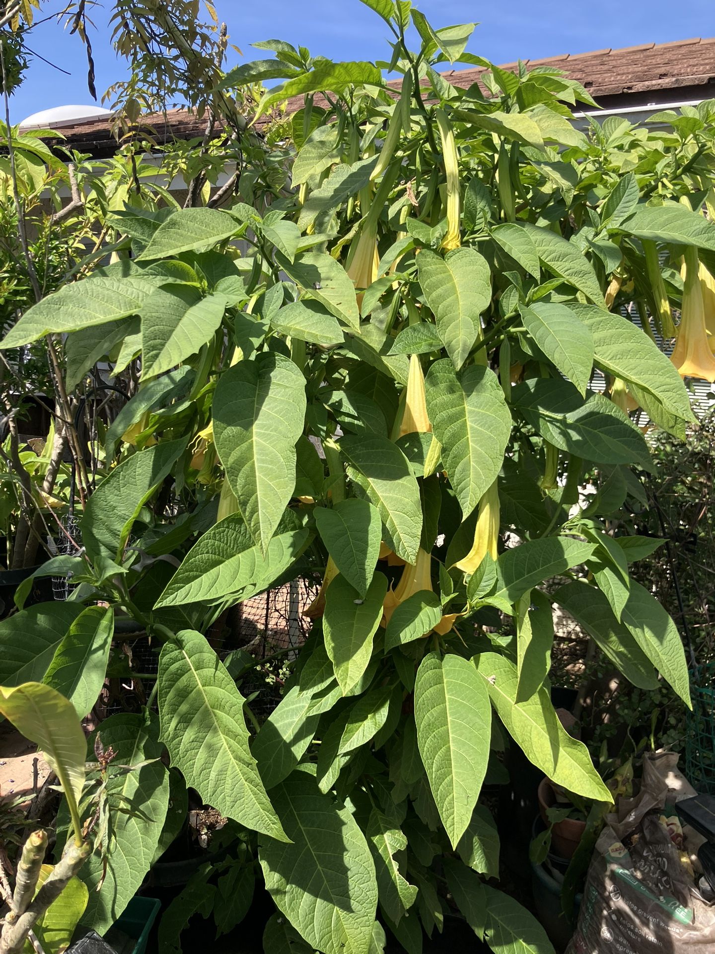 Angel Trumpet Plumeria Palm Plant Landscaping Patio Plants