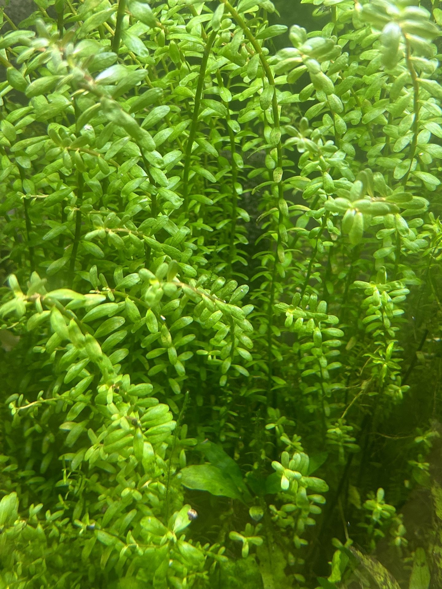 Last Available Aquarium Plant Package