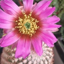 Echinocereus Primolanatus.