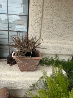 Aloe