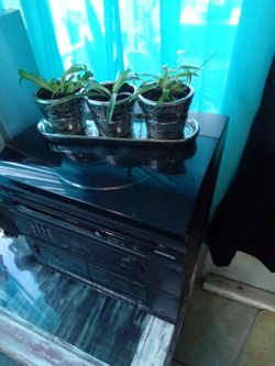 Set Of 3 Babies  Spired Plant's 