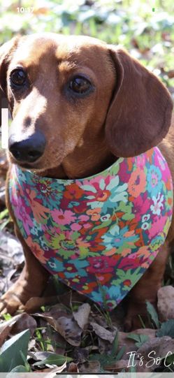 Pets Bandanas