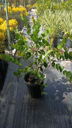 Cocoplum - 3 Gallons