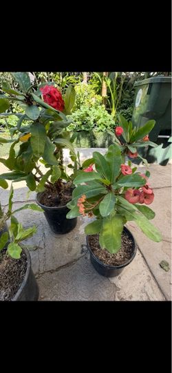Planta corona de Cristo
