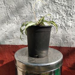 Variegated Spider 🕷 Plants 